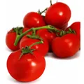 Tomates rondes en grappe Bio