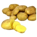 Pomme de terre Bonnotte Primaline de Noirmoutier