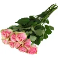 fleurs roses Flower and Beauty CARREFOUR