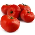 Tomates rondes charnues à farcir vrac