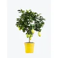 Plante  Citronnier de 60cm de hauteur CARREFOUR HOME