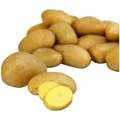 Pommes de terre Primeur de Noirmoutier agroécologie REFLETS DE FRANCE