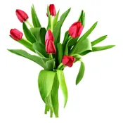 Fleurs Tulipes coloris assortis