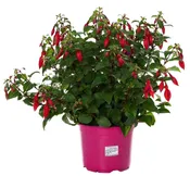 Plante Fuschia Pot P19