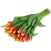 Fleurs Tulipes bicolores CARREFOUR