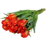 Tulipes pivoines CARREFOUR