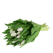 Tulipes blanches CARREFOUR