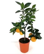 Plante Citrus Sinensis - Oranger de 7L