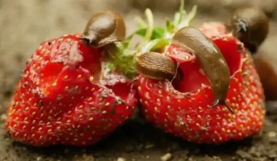 Comment protéger les fraises des limaces ?