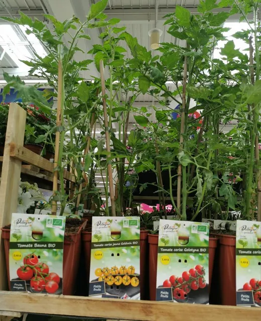 Plants de tomates greffés !