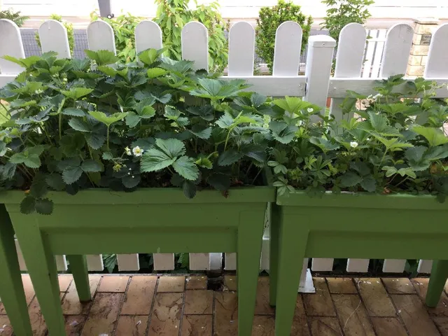Cutivez vos Fraises en Jardinières sur pieds sur votre balcon ou autre