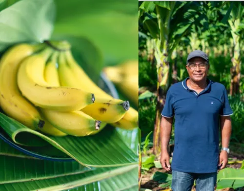 La banane Filière Qualité Carrefour, l’or des Antilles