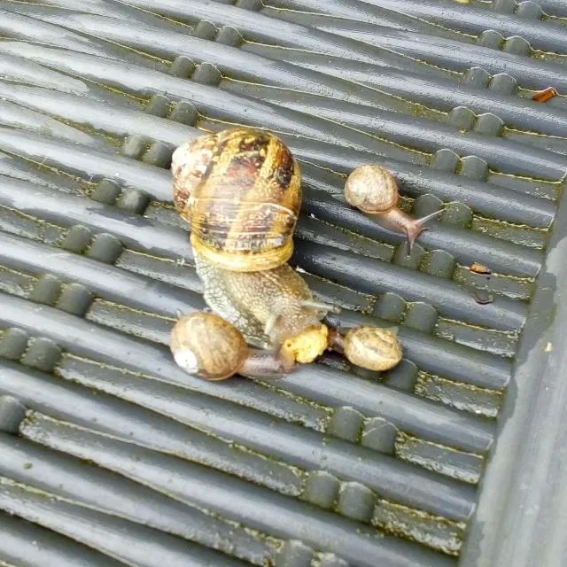 les escargots aiment les croquettes