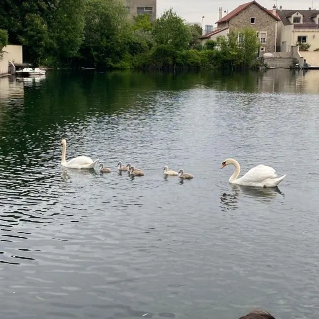 La faune et la flore au lac de Viry Chatillon en Essonne