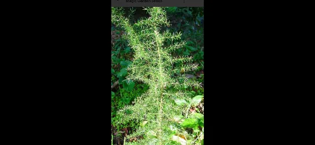 Il en existe plusieurs variétés Asparagus acutifolius -