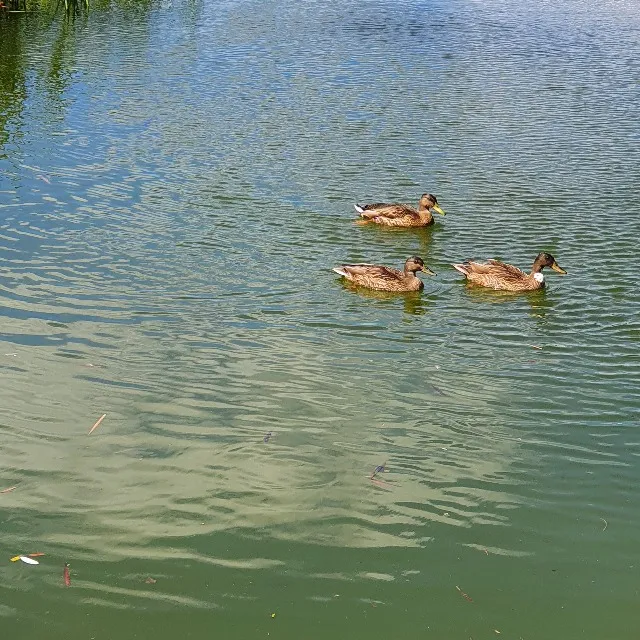 Joli petit canard deviendra ...