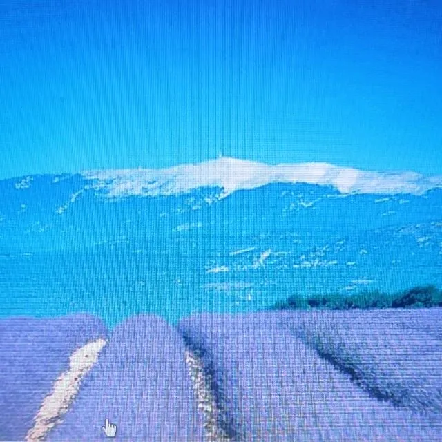 Le Mont Ventoux et la lavande