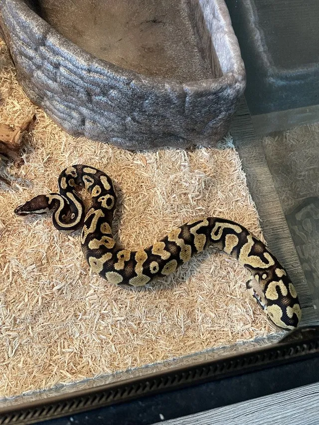 Python Pastel