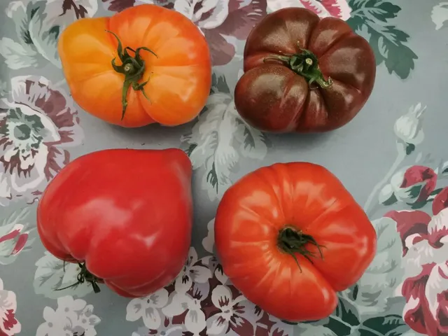 Vraiment belles les tomates anciennes en promo 👍