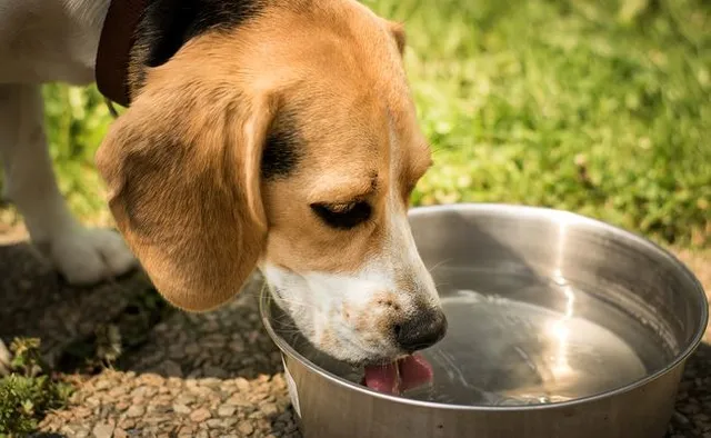 Consommation eau chien