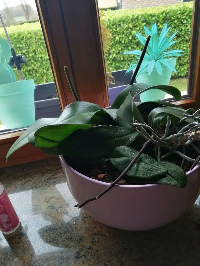 plante orchidée - 3