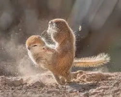 Et boxe pour les écureuils des sables 🥊💪🏻