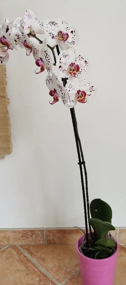 Super promo sur les Orchidées 😍 - 3