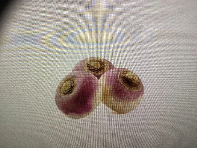Navets ronds violets vrac promo catalogue 0,48€ les 250 g