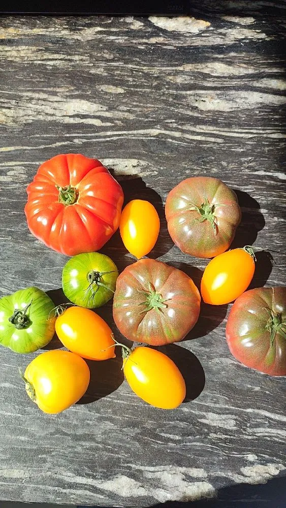 Magnifiques Tomates Succulentes Carrefour 🥰 Miammm!!!