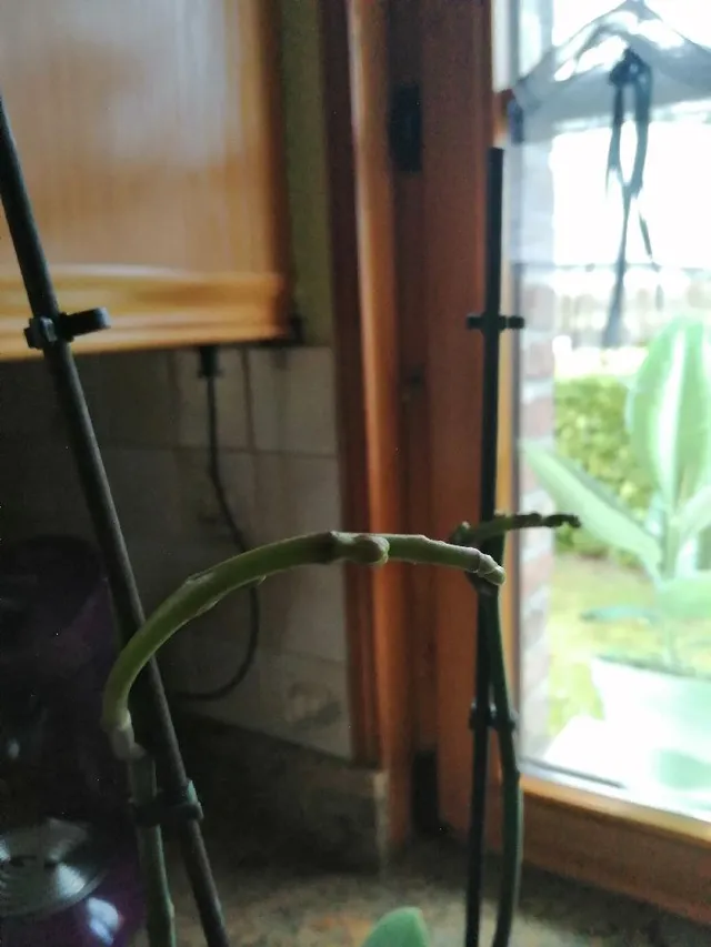 plante orchidée - 2
