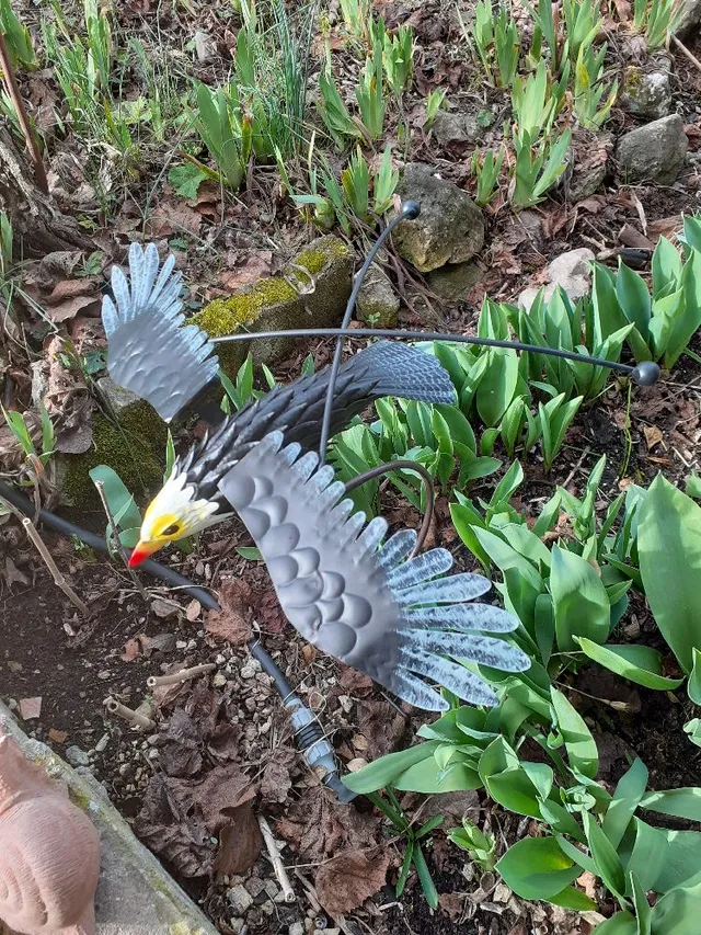 Un aigle dans votre jardin