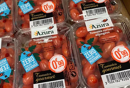 Tomates cerises allongées -  MAROC