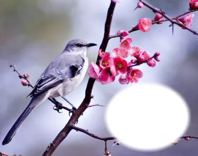 Quels sont les oiseaux qui chantent le matin ?