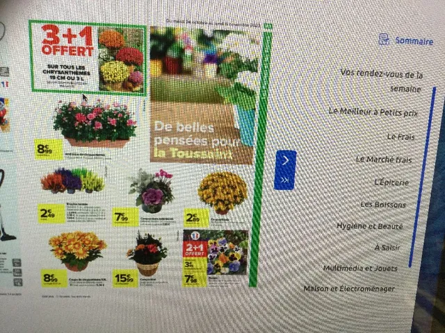 3+1 offert sur tous les chrysanthèmes 19 cm ou 3 litres