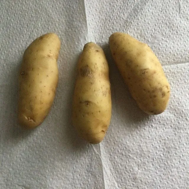 Pommes de terre 🥔 primeur de Noirmoutier
